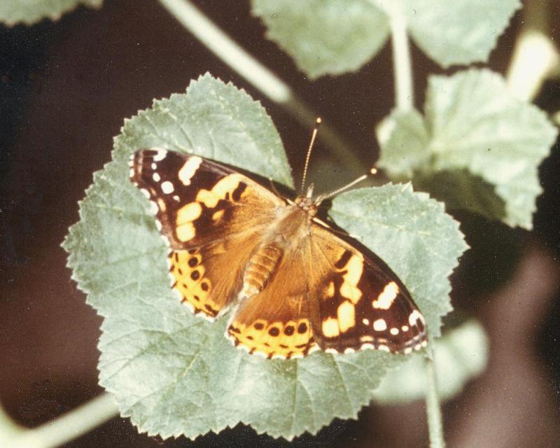 Vanessa atalanta x annabella hybrid (Internet Image property of respective owner, non-commercial use only)